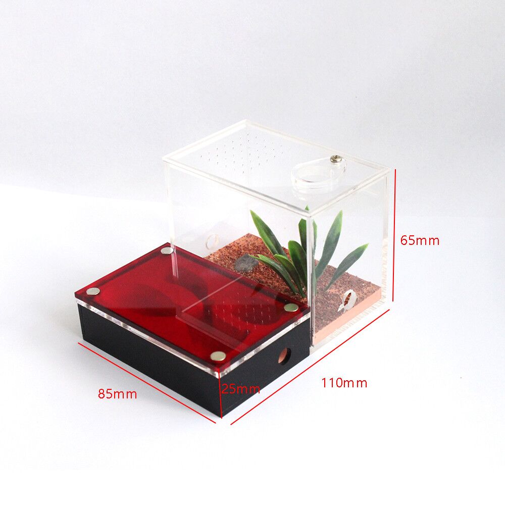 Acrylic Ant Box Size Jpg