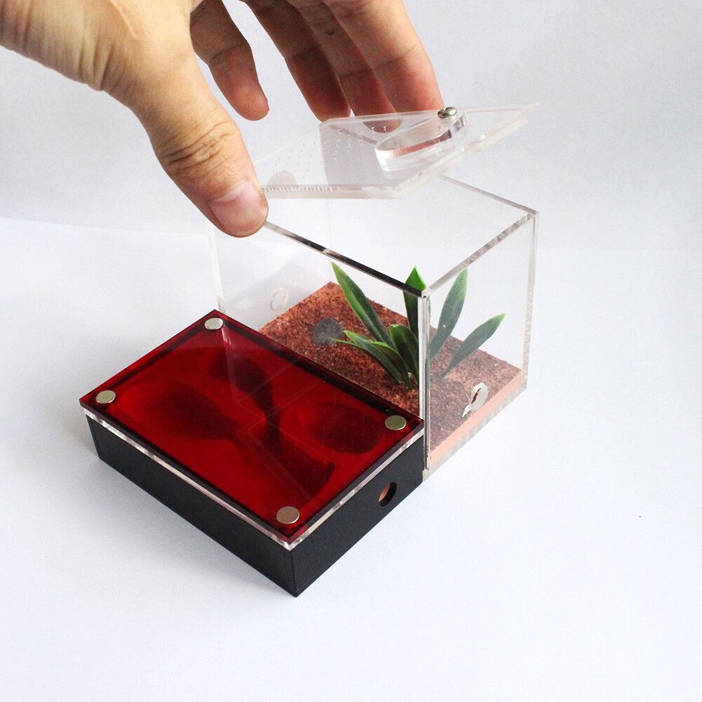 Clear Acrylic Ant Box Jpg