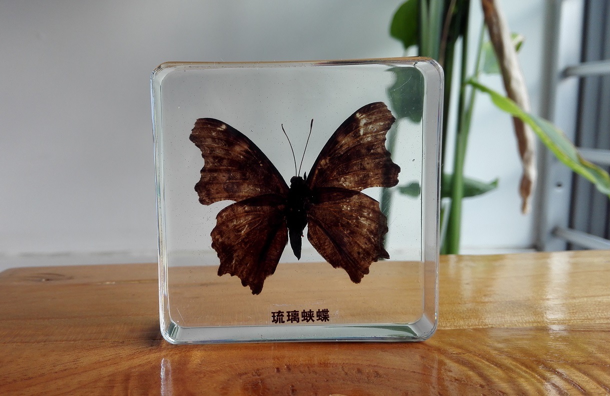 Acrylic Block Butterfly Specimens Tourist Souvenir